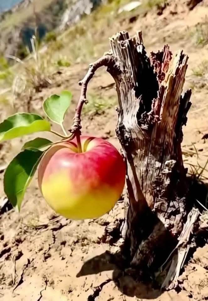 Çarenin Kıyısında